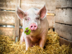 Thịt lợn - món ăn đem lại may mắn cho năm mới ở nhiều nước