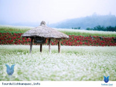 Lễ hội hoa kiều mạch hút khách ở Hàn Quốc