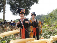 Cây quế Văn Yên - Cây trồng chủ lực mang về nguồn thu hơn 700 tỷ đồng mỗi năm