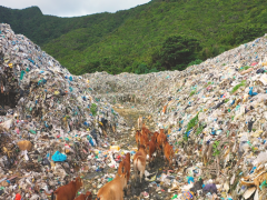 WWF kêu gọi giảm rác thải nhựa tại Côn Đảo - “Đến không mang theo nhựa, đi để lại yêu thương