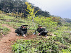 Yên Bái: Phê duyệt chuyển đổi hơn 500 ha đất rừng sang đất dự án