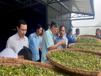 Mô hình trải nghiệm trà độc đáo đầu tiên tại Sơn La