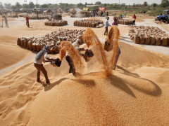 Ấn Độ siết xuất khẩu gạo, Việt Nam hưởng lợi?
