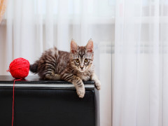 5 sự thật thú vị về mèo cộc đuôi Kuril của Nga