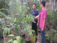 Cử nhân nông nghiệp về quê trồng trà hoa vàng