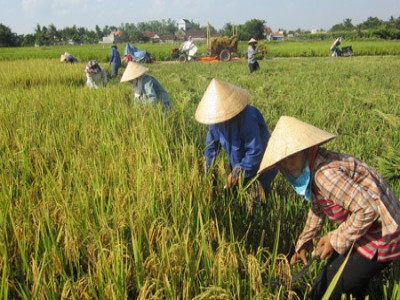 Thái Bình chỉ đạo tổ chức sản xuất lúa gạo theo hướng giảm phát thải khí nhà kính, nông nghiệp xanh, nông nghiệp tuần hoàn