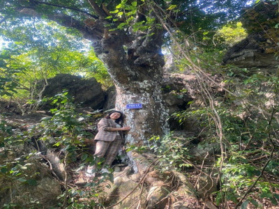 Những cây di sản đặc biệt quý hiếm tại Vườn quốc gia Bái Tử Long sẽ  làm phong phú thêm các trải nghiệm của du khách